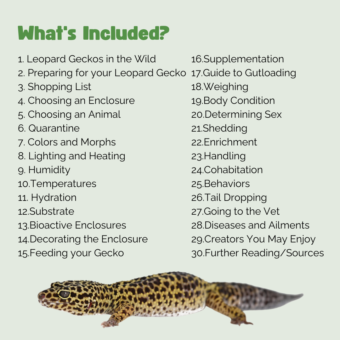 The Ultimate Zen Guide to Leopard Geckos - Revised August 2024