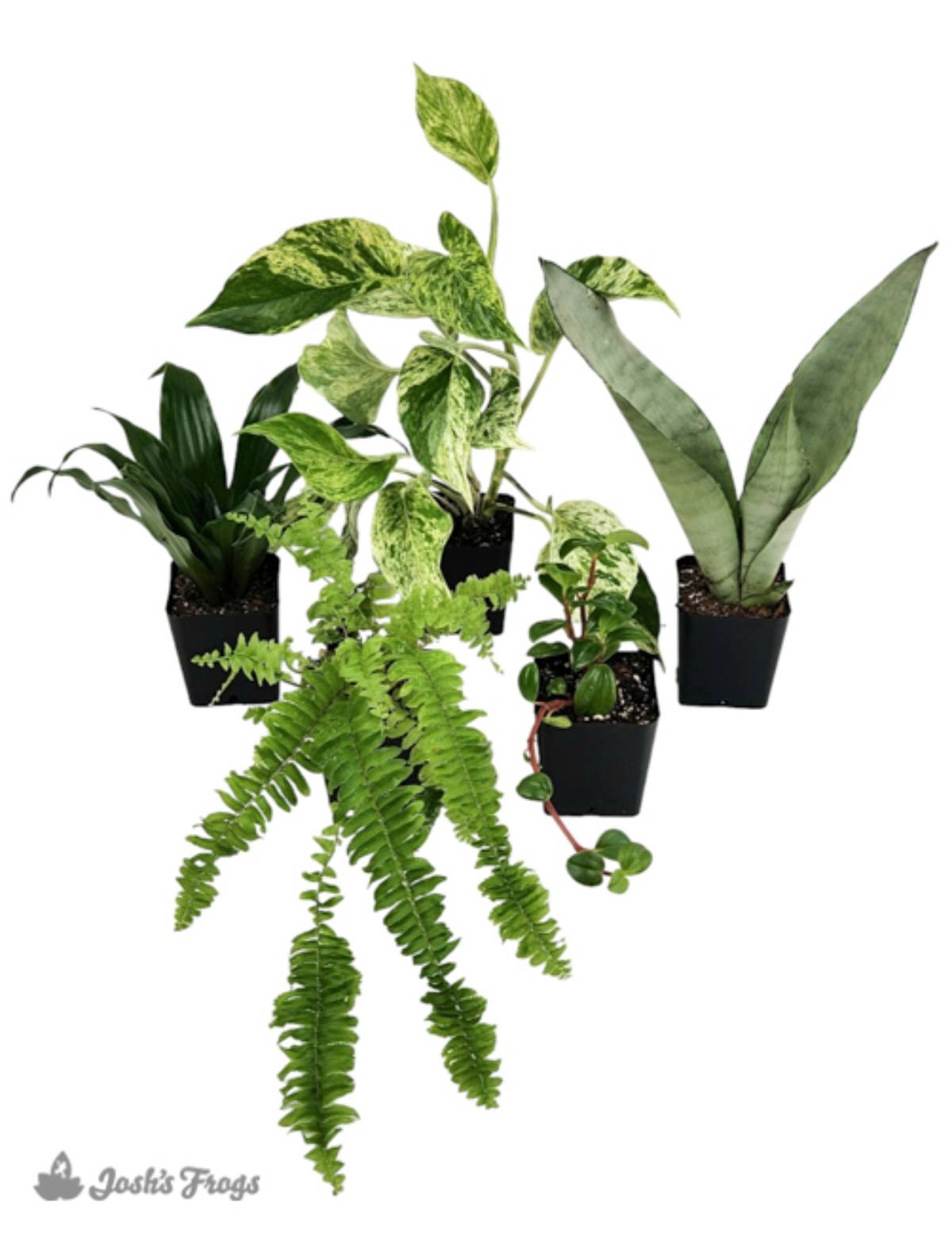 18x18x24 (29 Gallon) Crested Gecko Vivarium Plant Kit (5 plants)