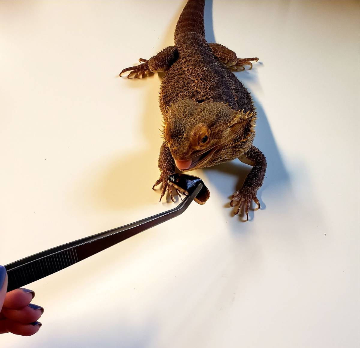 Josh's Frogs Stainless Steel Feeding Tongs (12 inch)