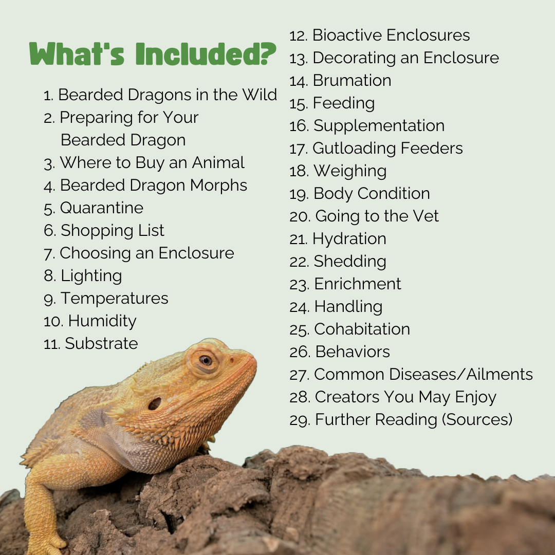 The Ultimate Zen Guide to Bearded Dragons - Revised August 2024