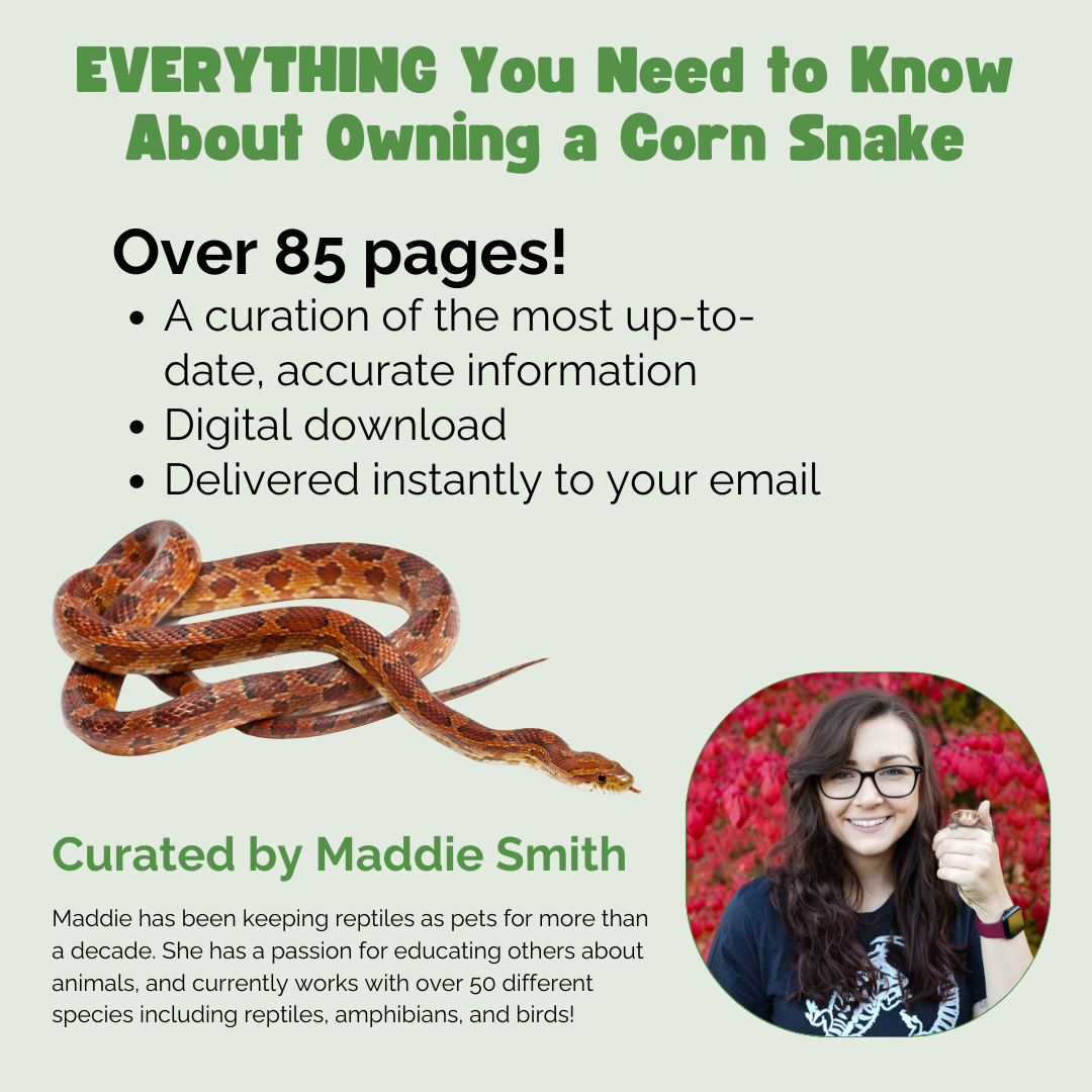 The Ultimate Zen Guide to Corn Snakes - Revised August 2024