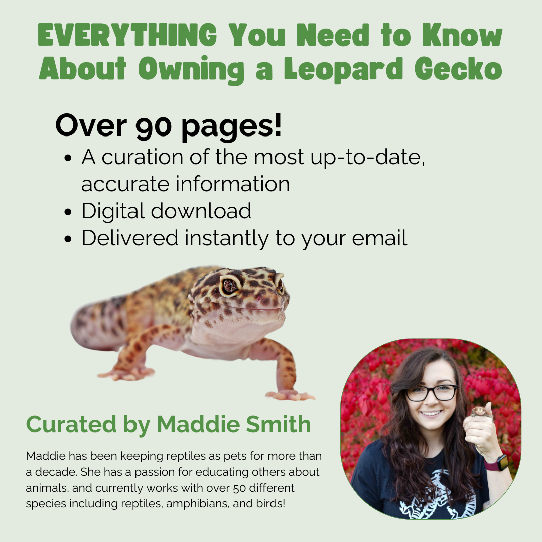 The Ultimate Zen Guide to Leopard Geckos - Revised August 2024