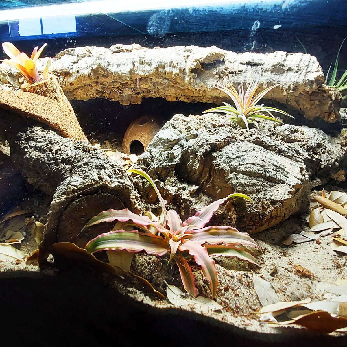 Josh's Frogs BioBedding HERMIT CRAB Bioactive Substrate (4 Quarts)