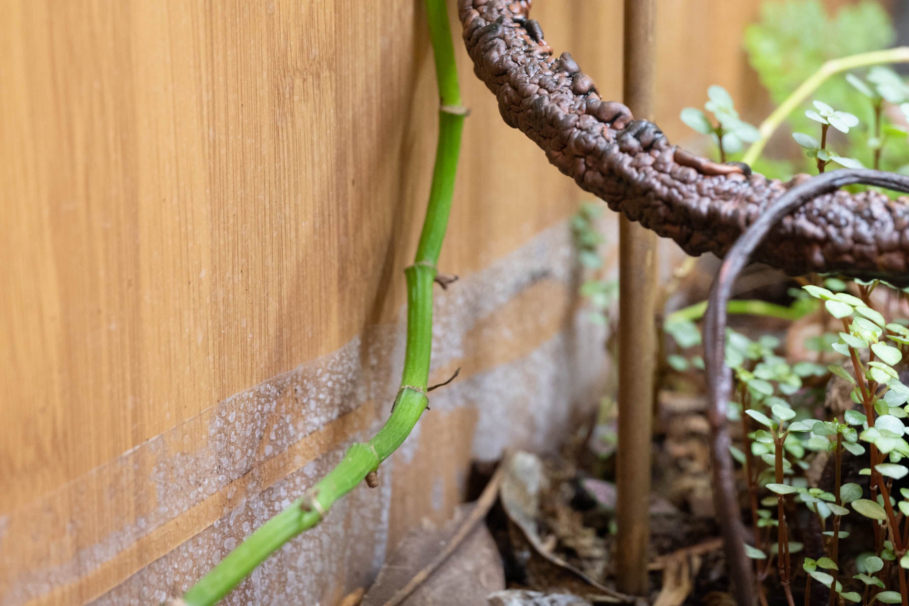 4'x2' Reptile Enclosure Bio-basin