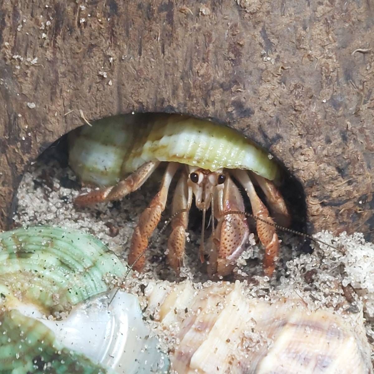 Josh's Frogs BioBedding HERMIT CRAB Bioactive Substrate (10 quarts)